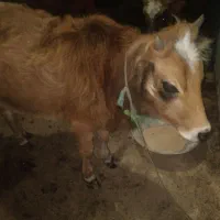 گوساله‌ماده‌‌تالشی‌|حیوانات مزرعه|تالش, جوکندان|دیوار