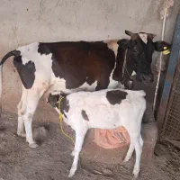 گاوماده شیری