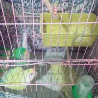 دو عدد طوطی برزیلی دستی