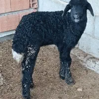 بره نر شیرخوار جنس