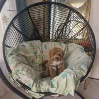 سگ از نژاد پودل|سگ|کاشان, شهرک امیرالمومنین|دیوار