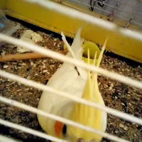 عروس پاریس|پرنده|اهواز, حصیرآباد|دیوار