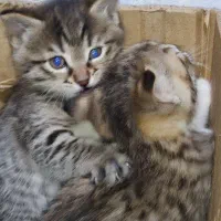 توله گربه dsh