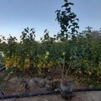 نهال بادام پیوندی، هلو و گوجه باغی پاکتی، ریشه پرس|گل و گیاه طبیعی|شیراز, منطقه هوایی شهید دوران|دیوار