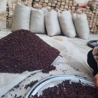 زرشک کوهستان دارویی