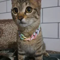 گربه خونگی ملوس|گربه|قم, شهرک مهدیه (مدرس)|دیوار