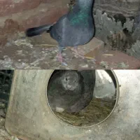 5 عدد کبوتر 2 جفت ویک تک یک جفت روی تختم