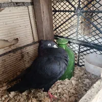 کبوتر مشکی کاکولی|پرنده|لاهیجان, کوی زمانی|دیوار