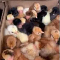 پخش جوجه مرغ و خروس محلی کشتنی (توی همه سن)|حیوانات مزرعه|کرمان, |دیوار