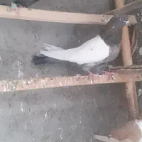 ۳عدد سینه‌ای چهل سانتی نر جوانه پا بلند