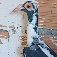 کبوتر کاریر