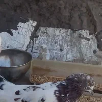 کفتر پشت دار ماده آماده تخم گزاری