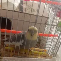 عروس هلندی نر|پرنده|گلبهار, شهر جدید گلبهار|دیوار