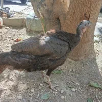 بوقلمون