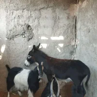 الاغ گله ای