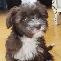 توله سگ شیتزو تریر سه ماهه|سگ|آستارا, |دیوار