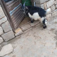 بیگ|حیوانات مزرعه|اندیکا, |دیوار