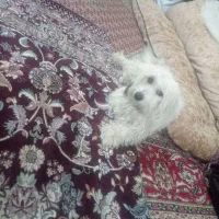 سگ تلیرل|سگ|یزد, |دیوار