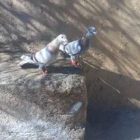 دوبر سرابی نر و ماده داواتا