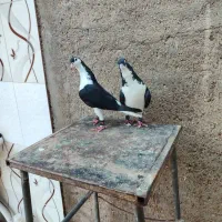 عکس نمایشی هست