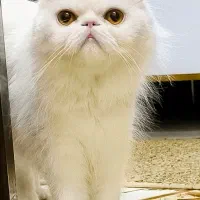 گربه پرشین|گربه|اهواز, کیانشهر|دیوار