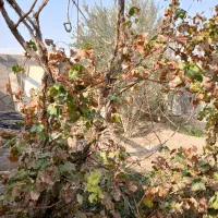 فروش باغچه ۳۰۰متر درمعین آباد