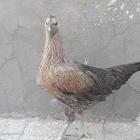 مرغ محلی دورگه|حیوانات مزرعه|میرجاوه, |دیوار