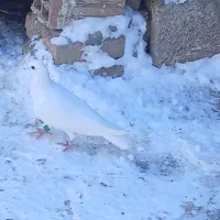 کبوتر|پرنده|خسروشاه, |دیوار