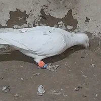 س تا حیوون جون