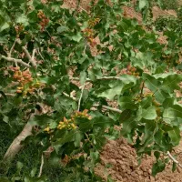 باغ پسته ۱۵۰هکتاری/ قم چاه دربست/سند۶دانگ|فروش دفتر صنعتی، کشاورزی، تجاری|قم, حاج خلیل|دیوار