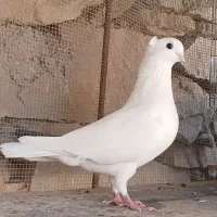 دو عدد کبوتر|پرنده|مسجد سلیمان, |دیوار