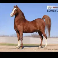 کره نریون سهیل حیدرآینده دار