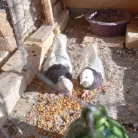 ۷ عدد کبوتر ۵عددطوقی ۲عدد دم سیاه ۲.۷۰۰.۰۰۰|پرنده|شهر بابک, |دیوار