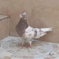 3تانر فروشی نشون دار ملاقی|پرنده|قم, نیروگاه|دیوار