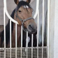 فروش چند راس اسب نریان و مادیان|اسب و تجهیزات اسبسواری|نوشین شهر, |دیوار