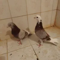 ۶کفتر‌گرفتنی