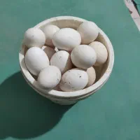 تخم مرغ محلی نطفه دار