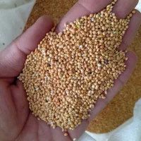 خرید وفروش خوراک دام و طیور|عمده‌فروشی|تربت جام, علوی|دیوار