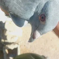 کفتر مسافتی|پرنده|حاجی آباد, |دیوار