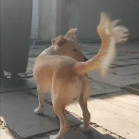 واگذاری رایگان سگ|سگ|ساری, |دیوار