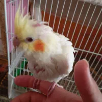 دو عدد جوجه عروس هلندی|پرنده|تربت‌حیدریه, یحیی آباد|دیوار