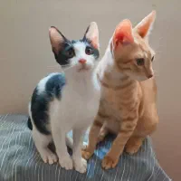 گربه واگذاری