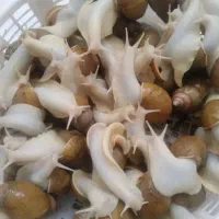 فروش حلزون های بسیار زیبا|خزنده|ملایر, |دیوار