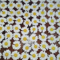 شمع بابونه|صنایع دستی و سایر لوازم تزئینی|قم, شهرک مهدیه|دیوار