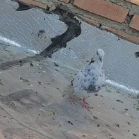 کبوتر|پرنده|سلماس, |دیوار