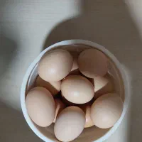 تخم مرغ محلی