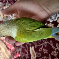 آناناسی گرینچیک رام و دستی|پرنده|فردیس, شهرک شهید حسینی|دیوار