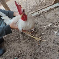 مرغ و خروس