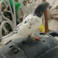 جفت|پرنده|ایرانشهر, |دیوار