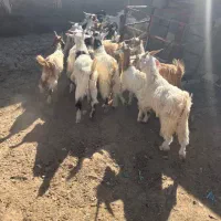 ۱۸ راس بزغاله نر جنس خالص